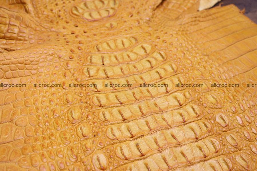 Crocodile skin back part light brown color 1234