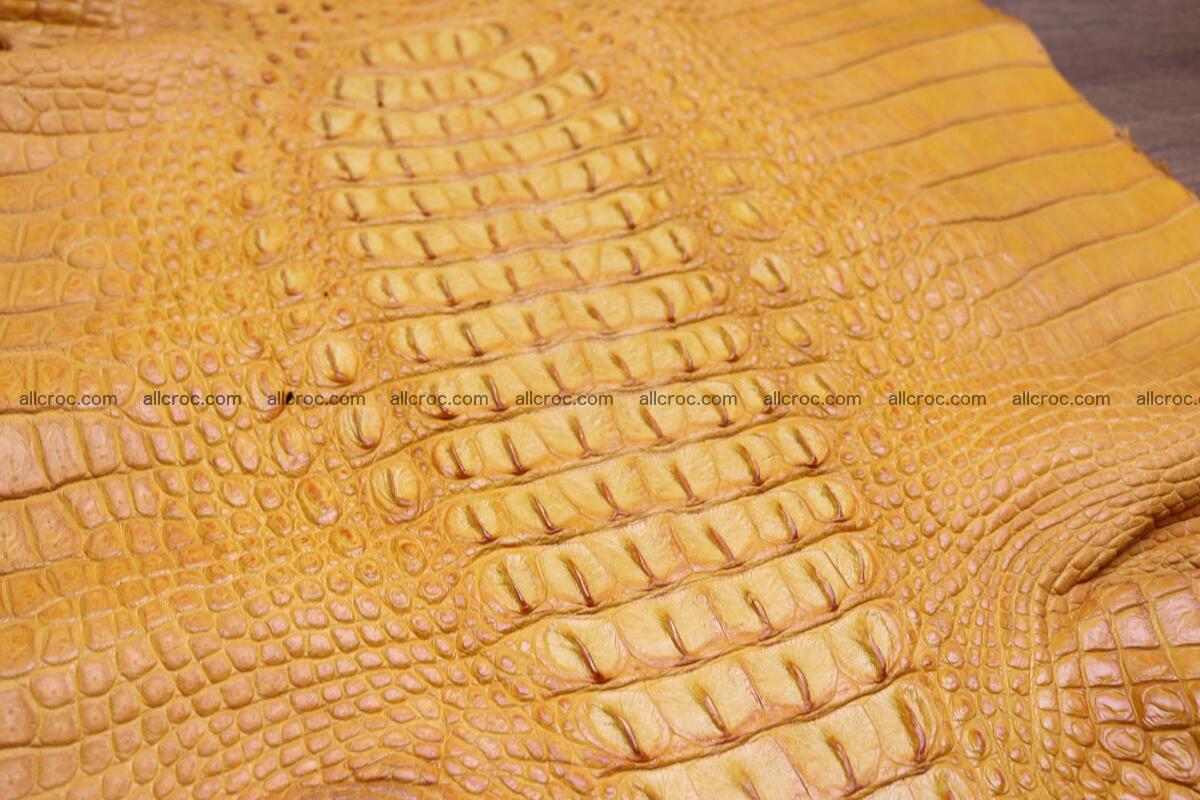 Crocodile skin back part light brown color 1234 Foto 4