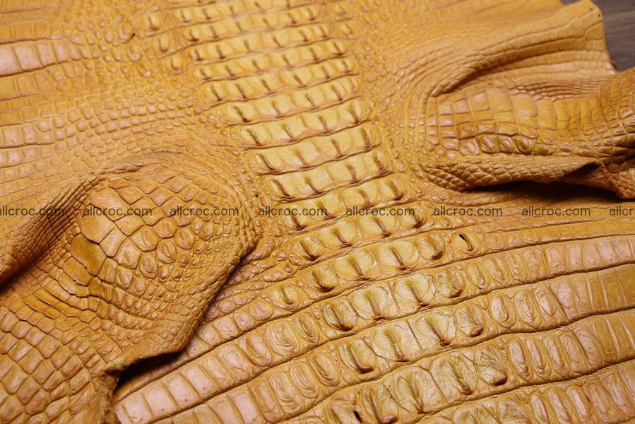 Crocodile skin back part light brown color 1234