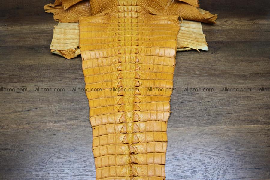 Crocodile skin back part light brown color 1234