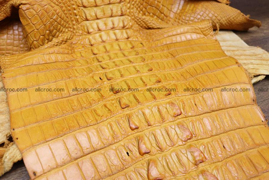 Crocodile skin back part light brown color 1234