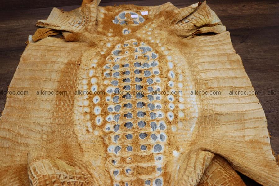 Crocodile skin back part light brown color 1234