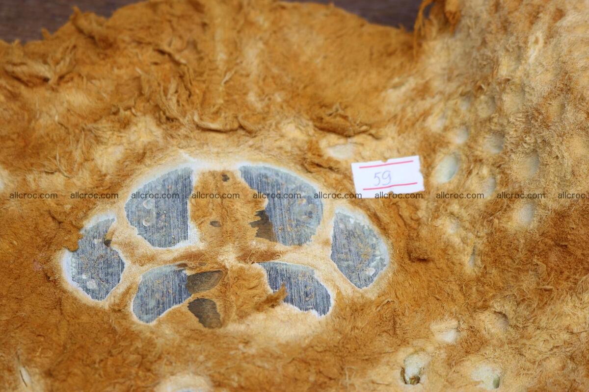 Crocodile skin back part light brown color 1234 Foto 11