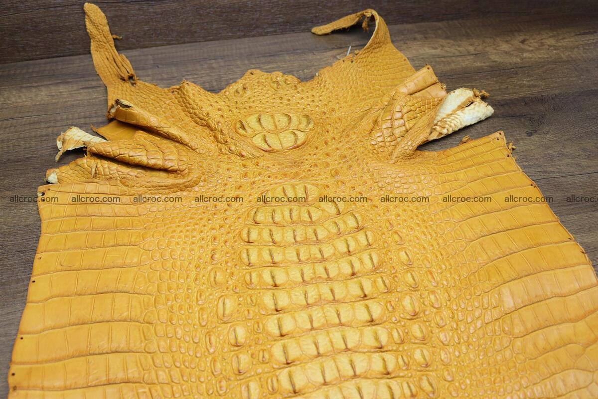 Crocodile skin back part light brown color 1235 Foto 1