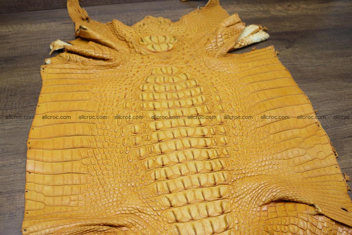 Crocodile skin back part light brown color 1235 Foto 2