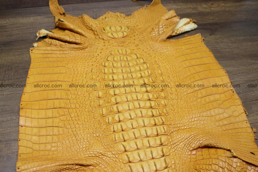 Crocodile skin back part light brown color 1235