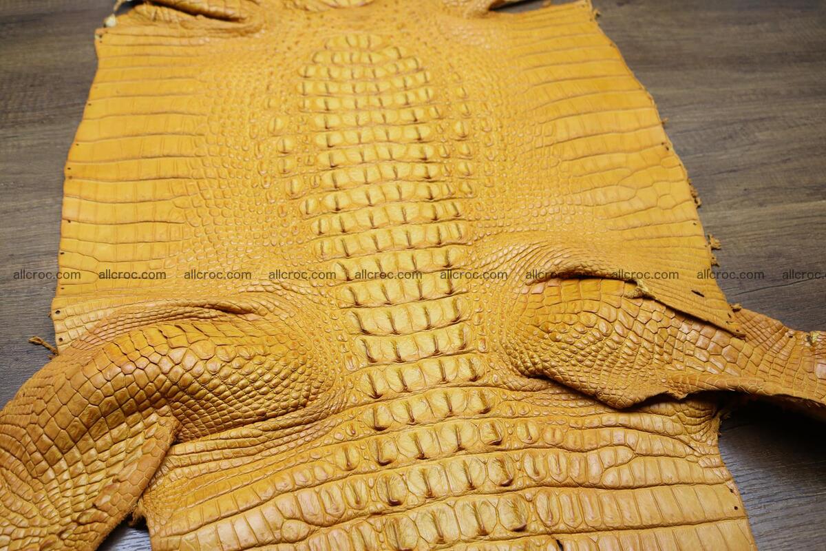 Crocodile skin back part light brown color 1235 Foto 3