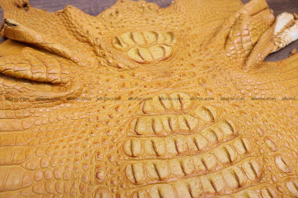 Crocodile skin back part light brown color 1235 Foto 4