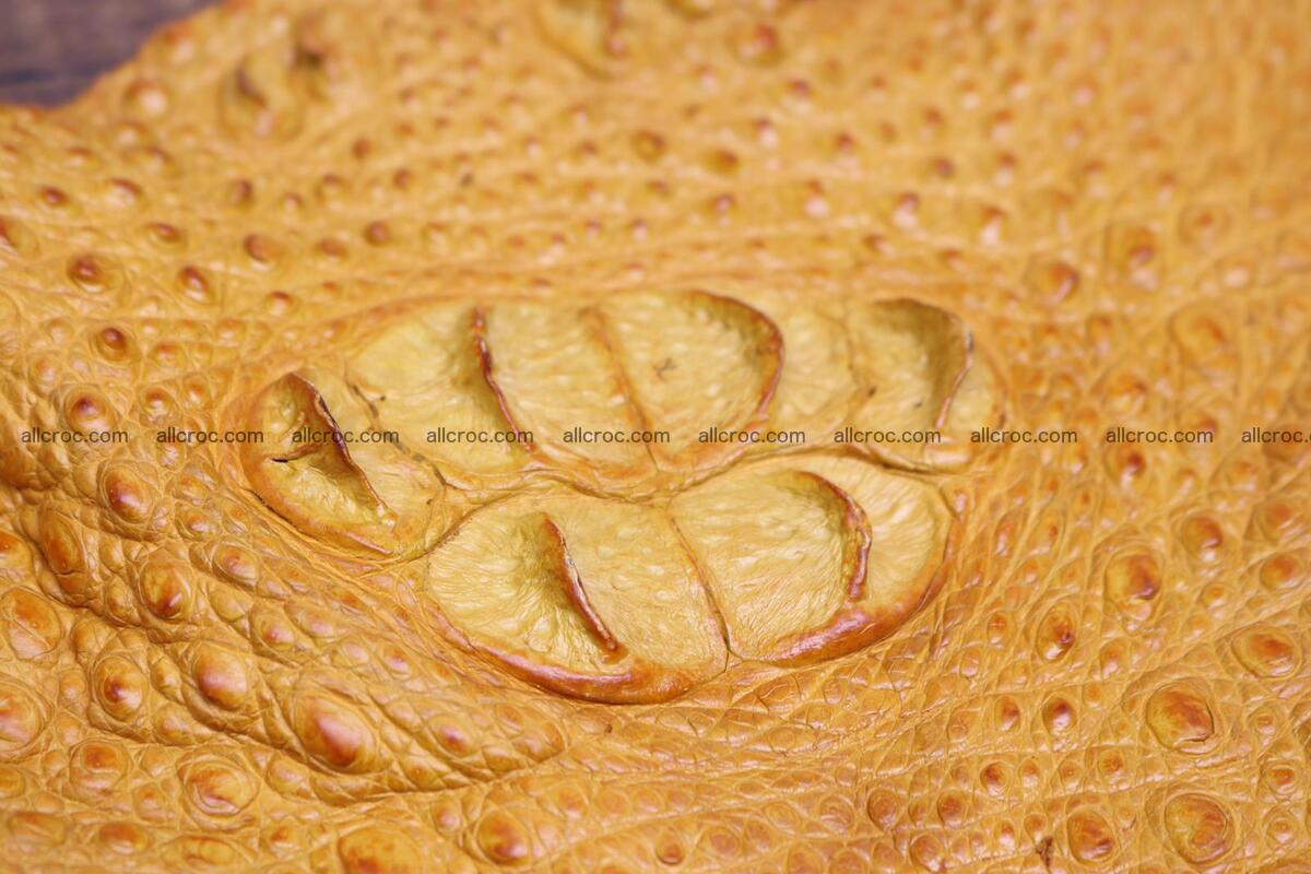 Crocodile skin back part light brown color 1235 Foto 5