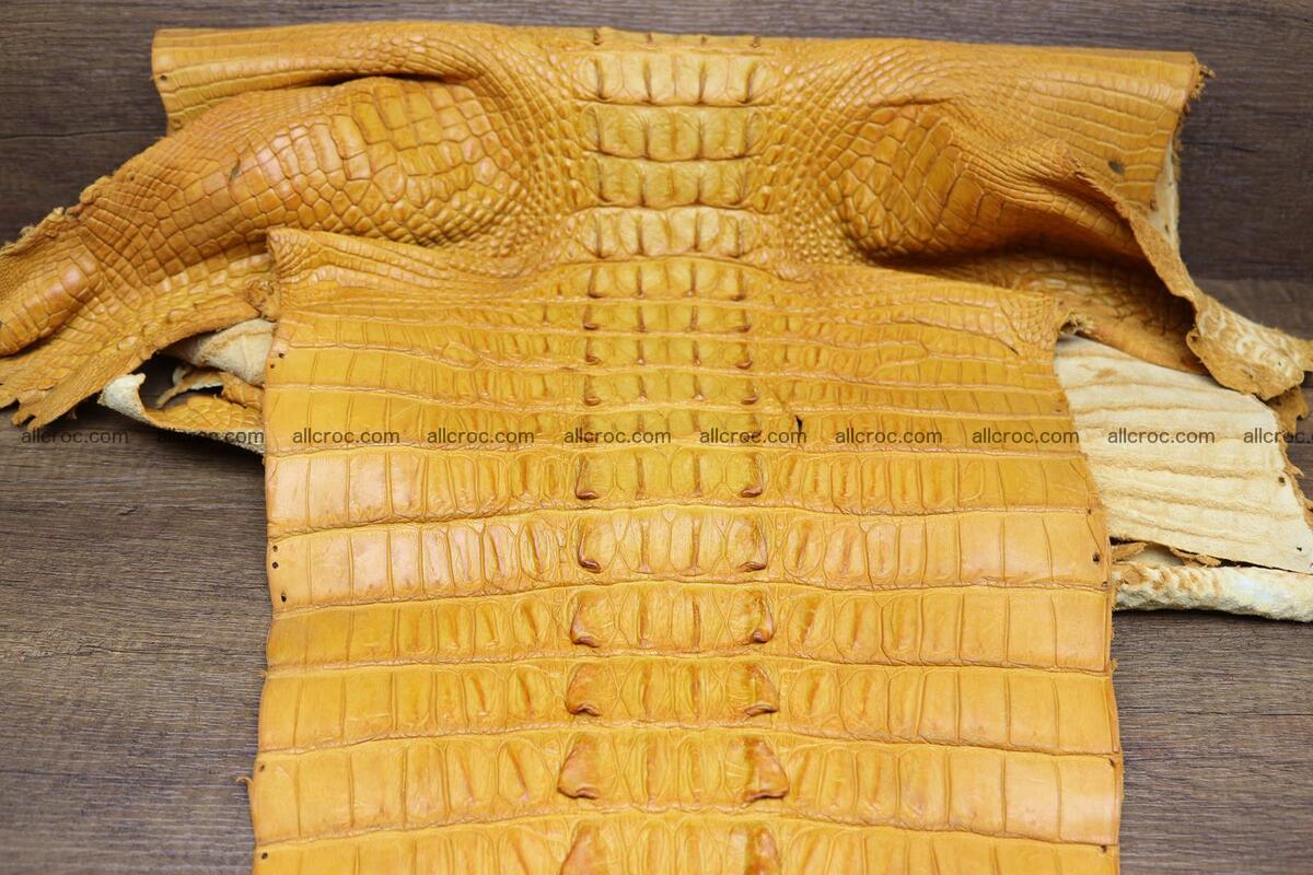 Crocodile skin back part light brown color 1235 Foto 8