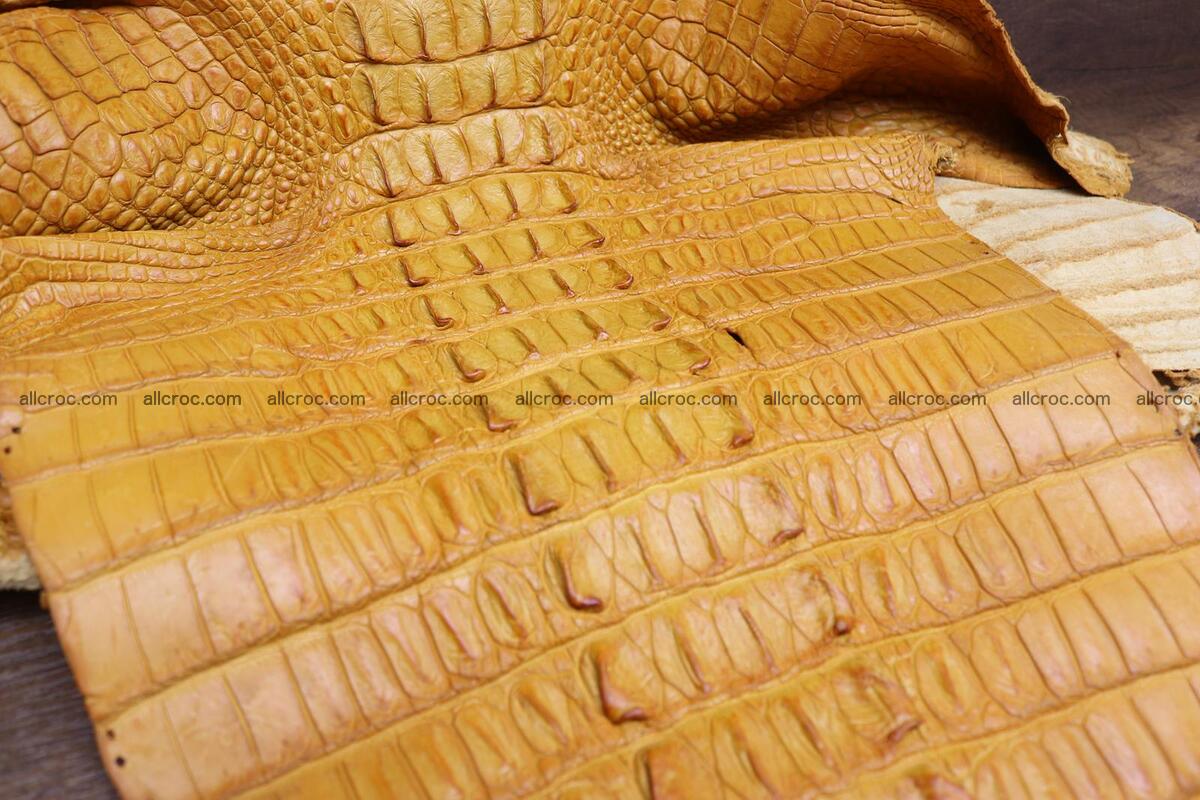 Crocodile skin back part light brown color 1235 Foto 9