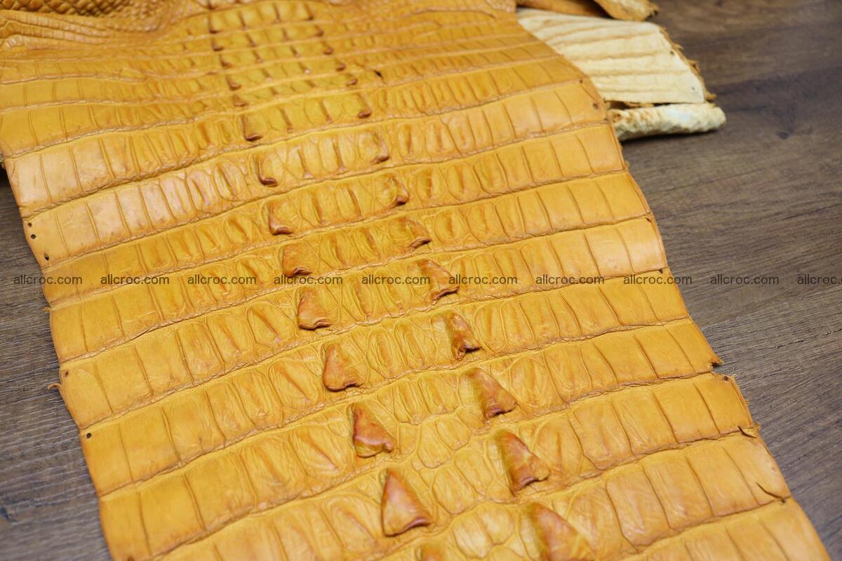 Crocodile skin back part light brown color 1235 Foto 10