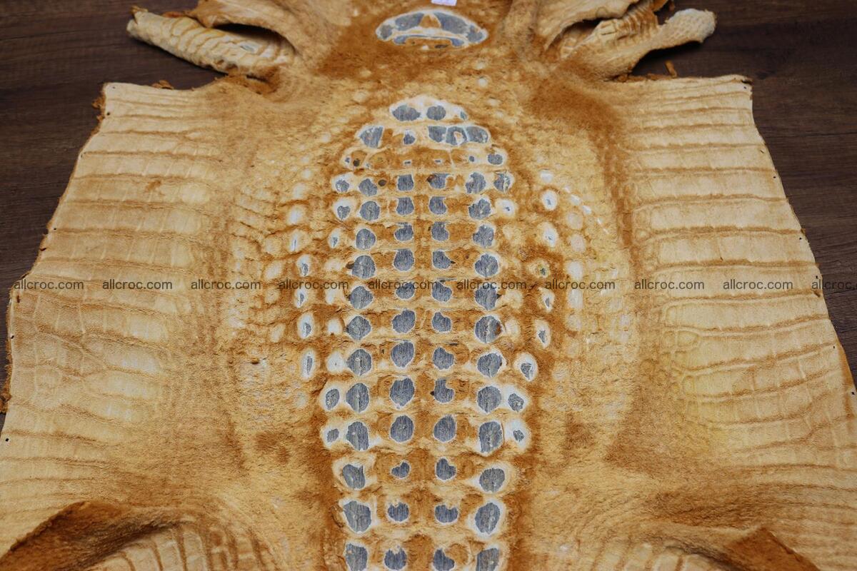 Crocodile skin back part light brown color 1235 Foto 12