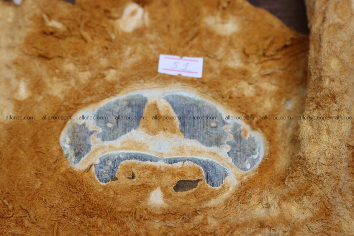 Crocodile skin back part light brown color 1235 Foto 13