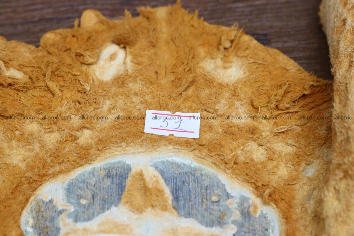 Crocodile skin back part light brown color 1235 Foto 14