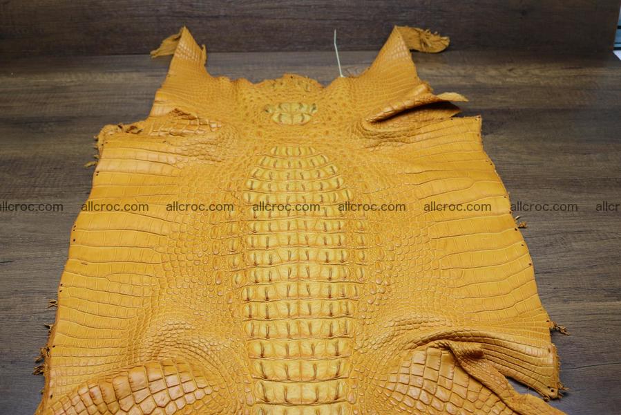 Crocodile skin back part light brown color 1236