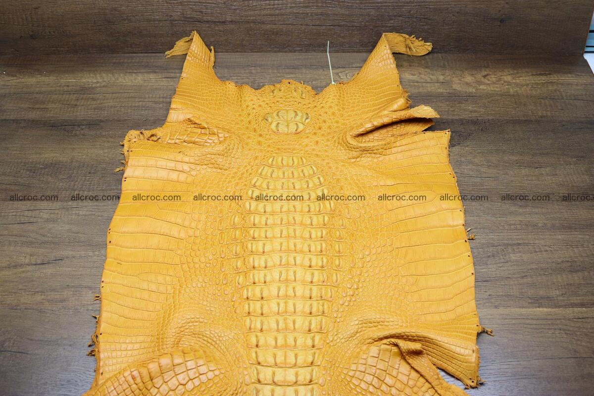 Crocodile skin back part light brown color 1236 Foto 2