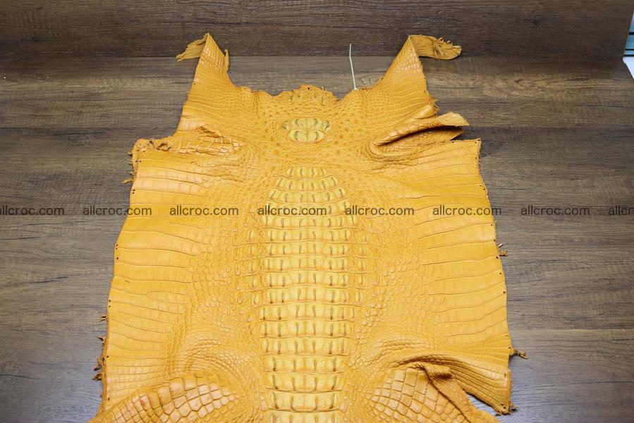 Crocodile skin back part light brown color 1236