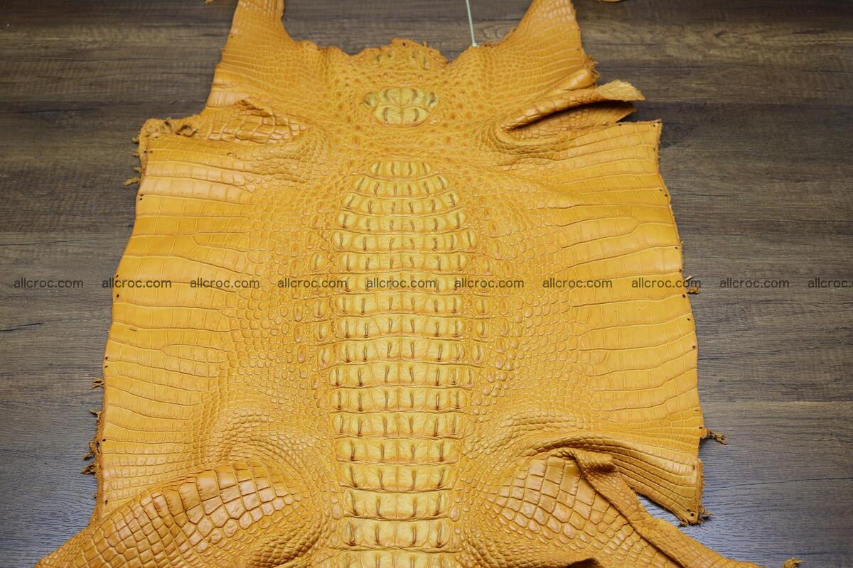 Crocodile skin back part light brown color 1236 Foto 0