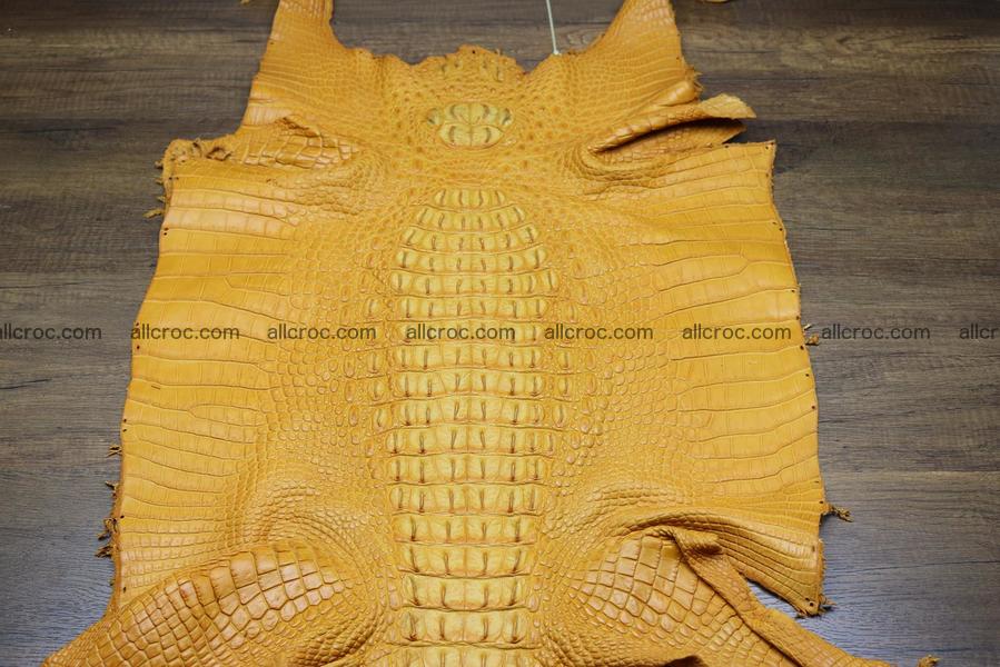 Crocodile skin back part light brown color 1236