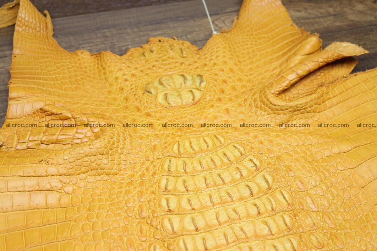 Crocodile skin back part light brown color 1236 Foto 3