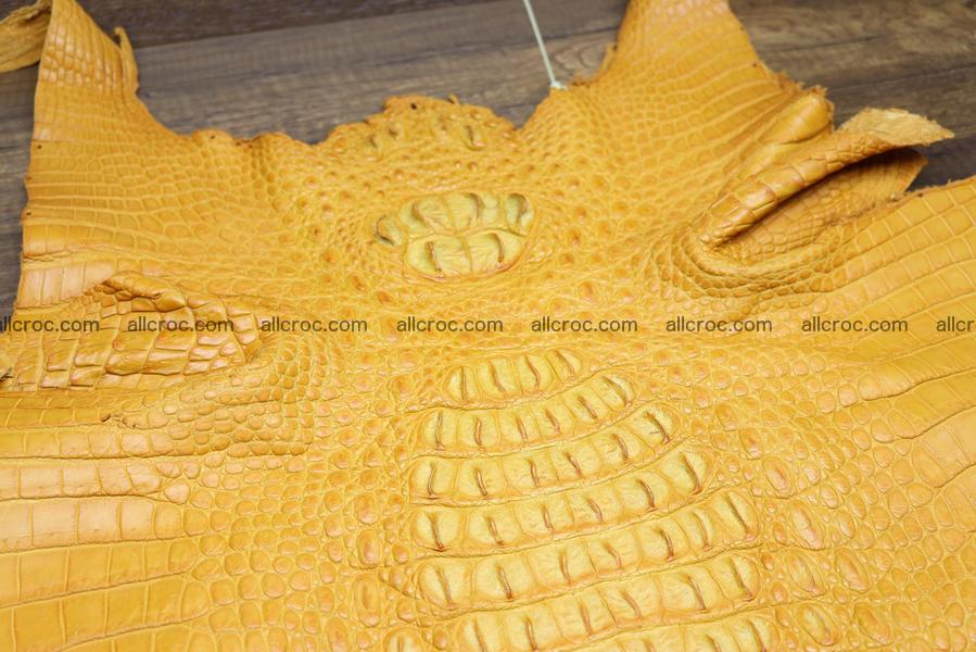 Crocodile skin back part light brown color 1236