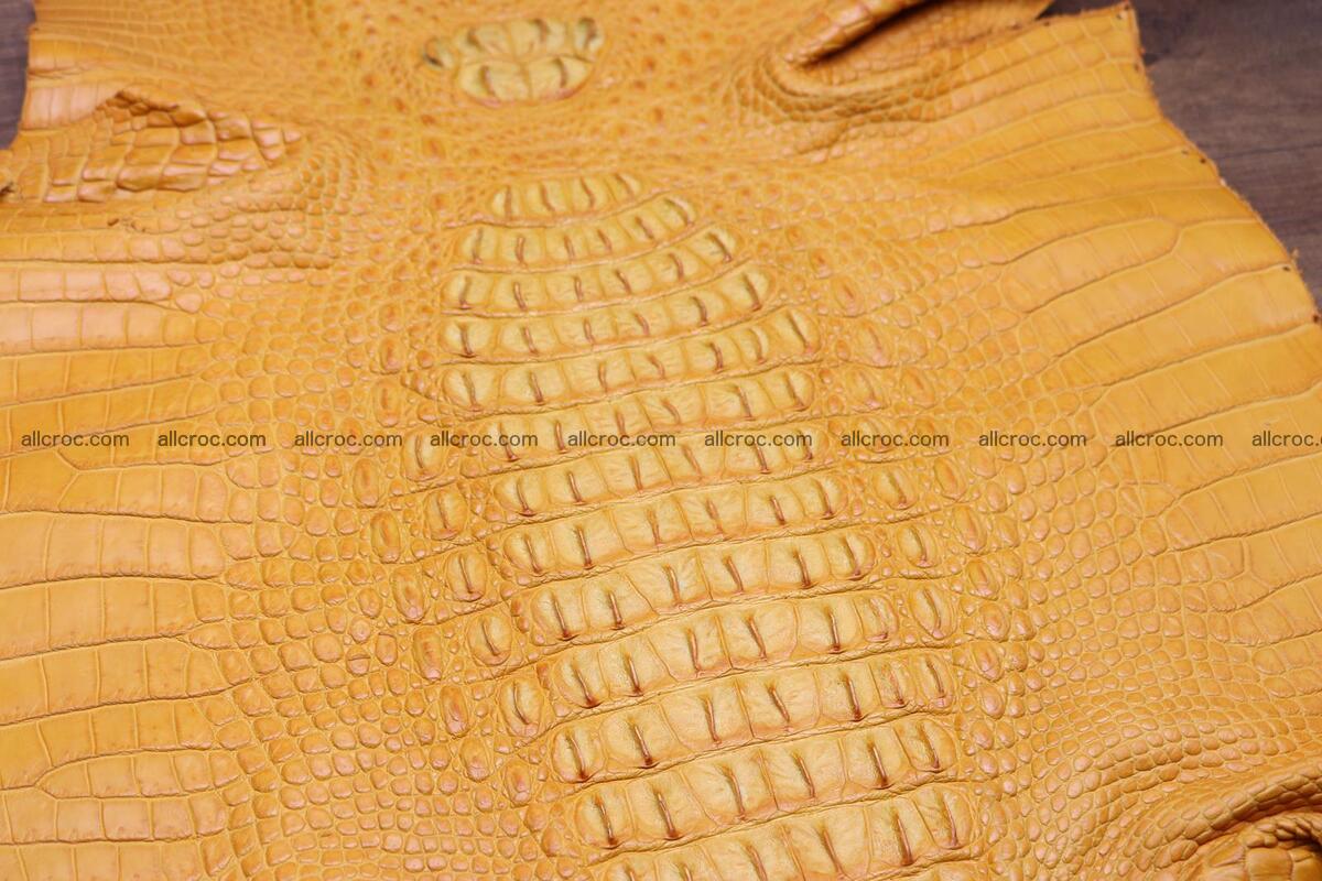 Crocodile skin back part light brown color 1236 Foto 4
