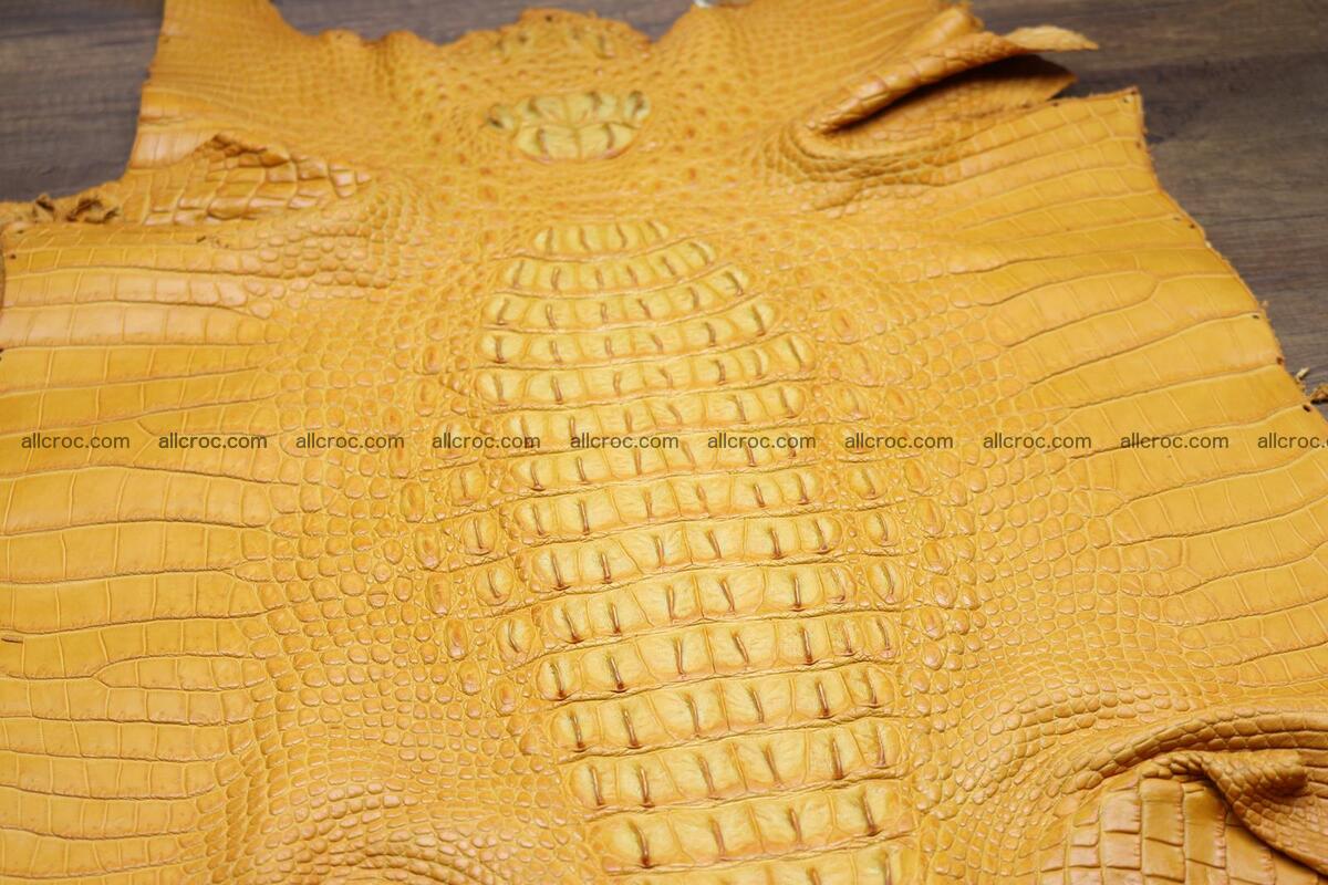Crocodile skin back part light brown color 1236 Foto 9