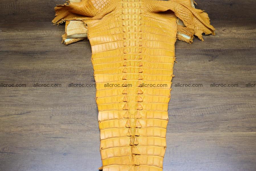 Crocodile skin back part light brown color 1236