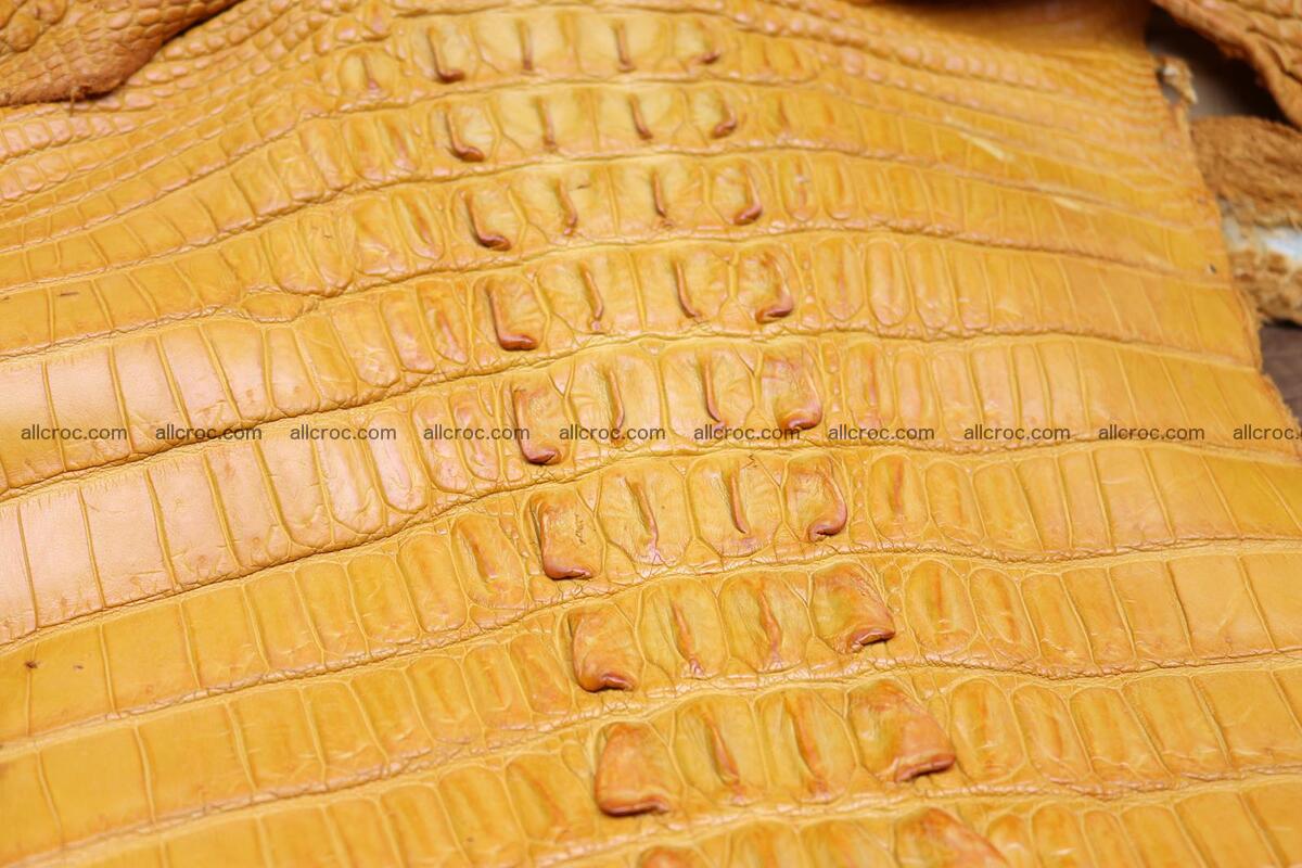 Crocodile skin back part light brown color 1236 Foto 11