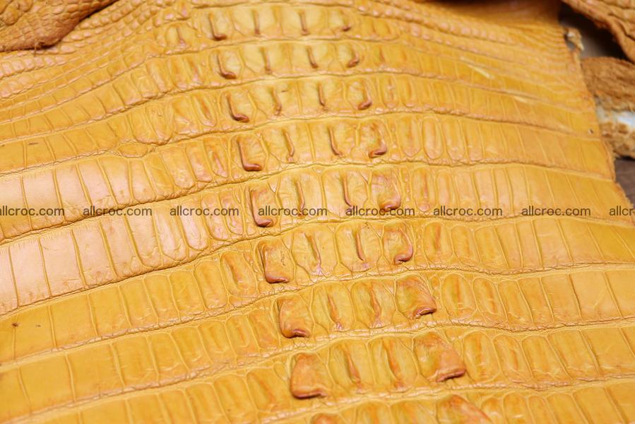 Crocodile skin back part light brown color 1236