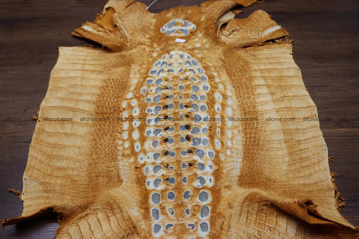 Crocodile skin back part light brown color 1236 Foto 14