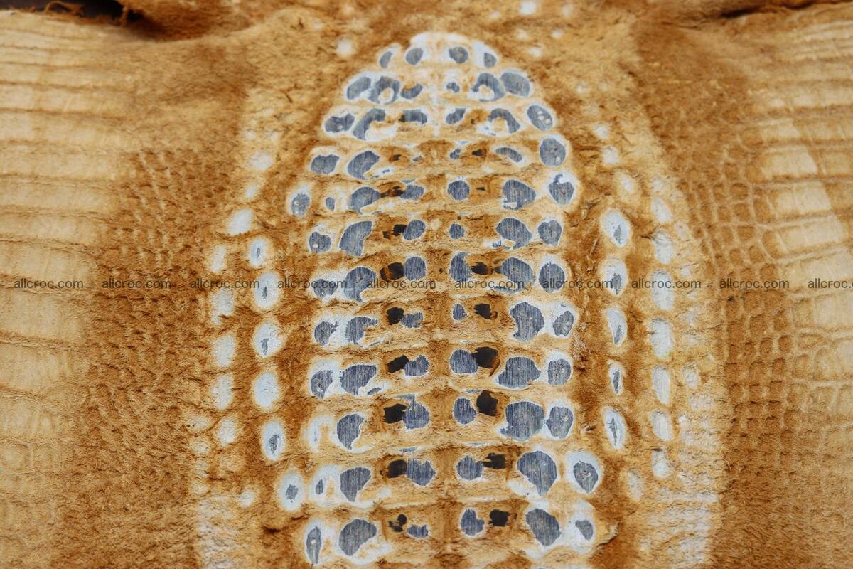 Crocodile skin back part light brown color 1236 Foto 15