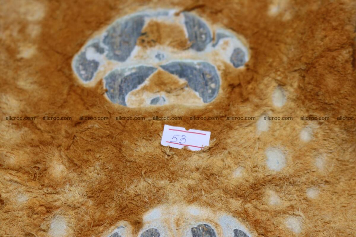 Crocodile skin back part light brown color 1236 Foto 16