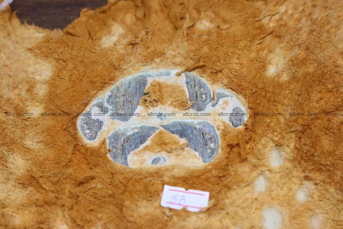 Crocodile skin back part light brown color 1236 Foto 17