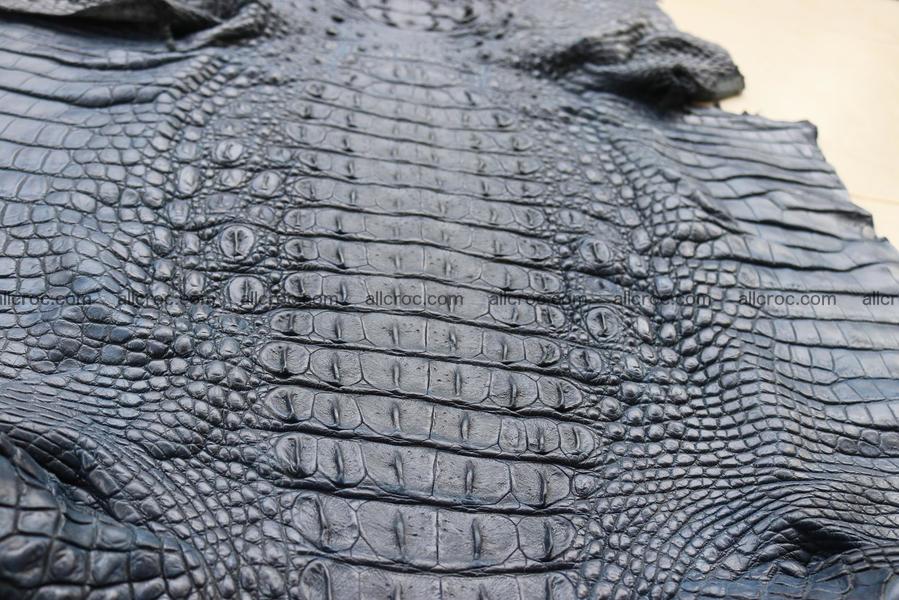 Crocodile skin back part navy blue color 1243