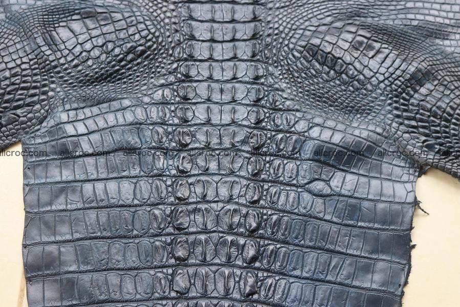 Crocodile skin back part navy blue color 1242