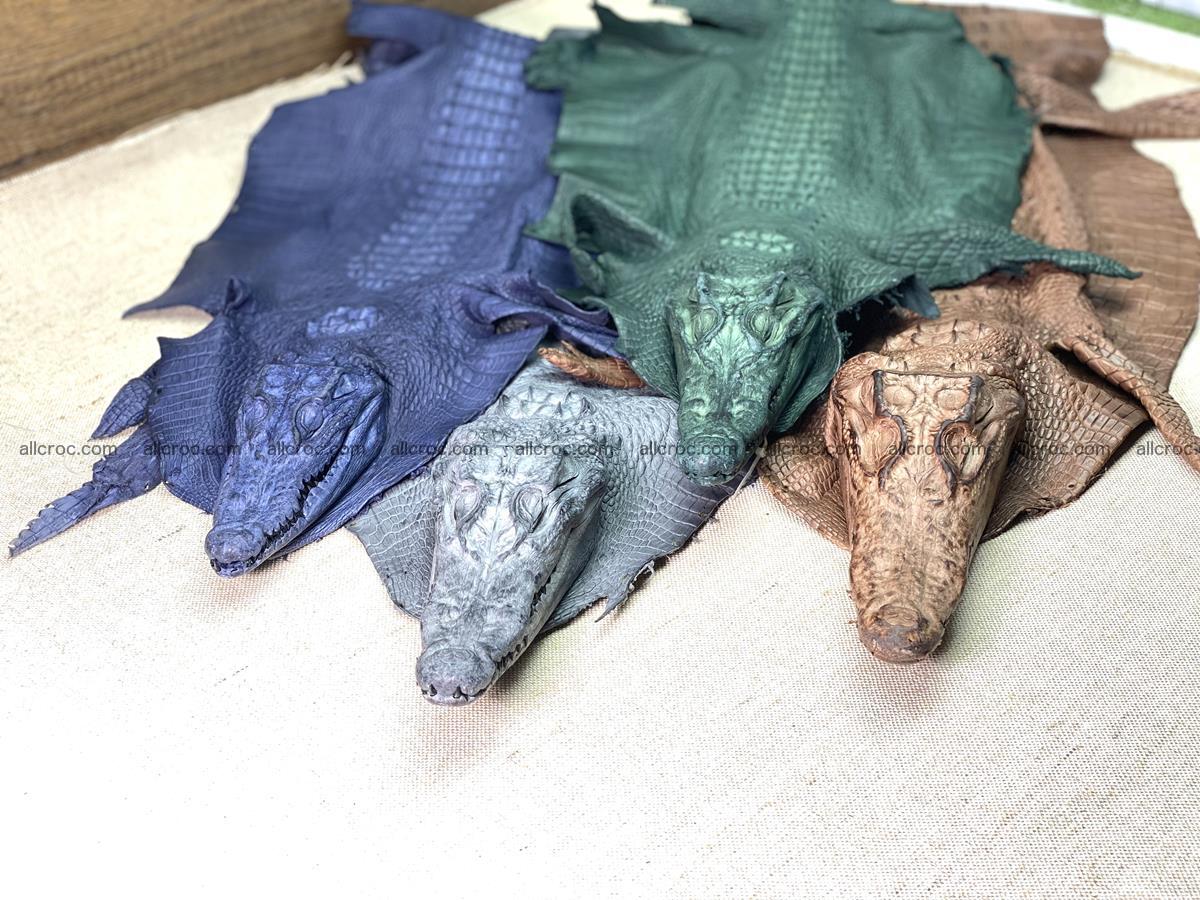 Crocodile skin back part with head and paws 29cm dark brown color 1494 Foto 14