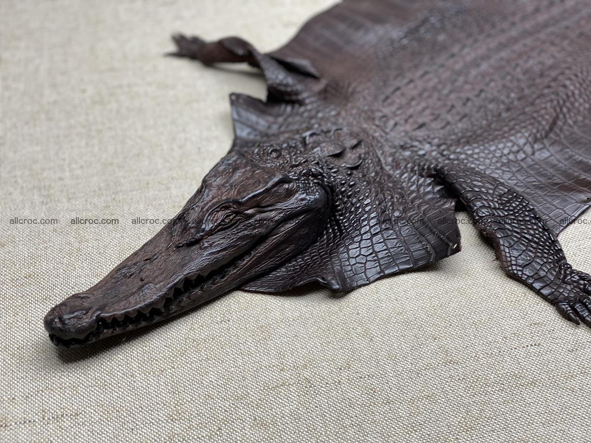 Crocodile skin back part with head and paws 29cm dark brown color 1494 Foto 0
