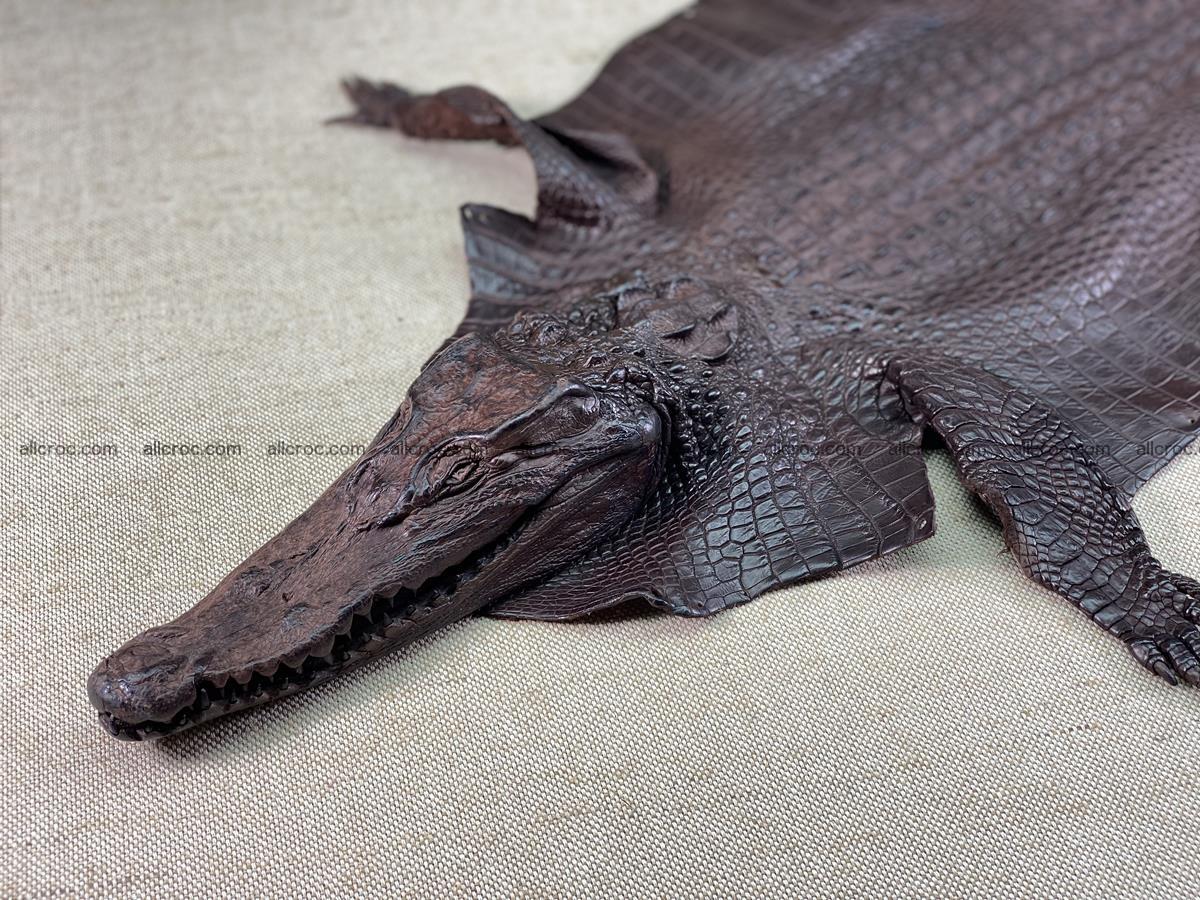 Crocodile skin back part with head and paws 29cm dark brown color 1494 Foto 2
