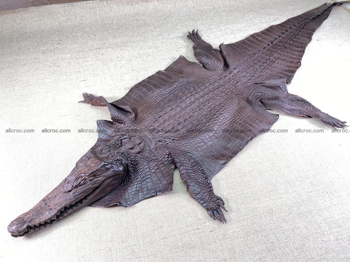 Crocodile skin back part with head and paws 29cm dark brown color 1494 Foto 4