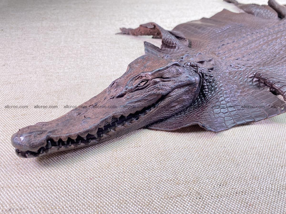 Crocodile skin back part with head and paws 29cm dark brown color 1494 Foto 5