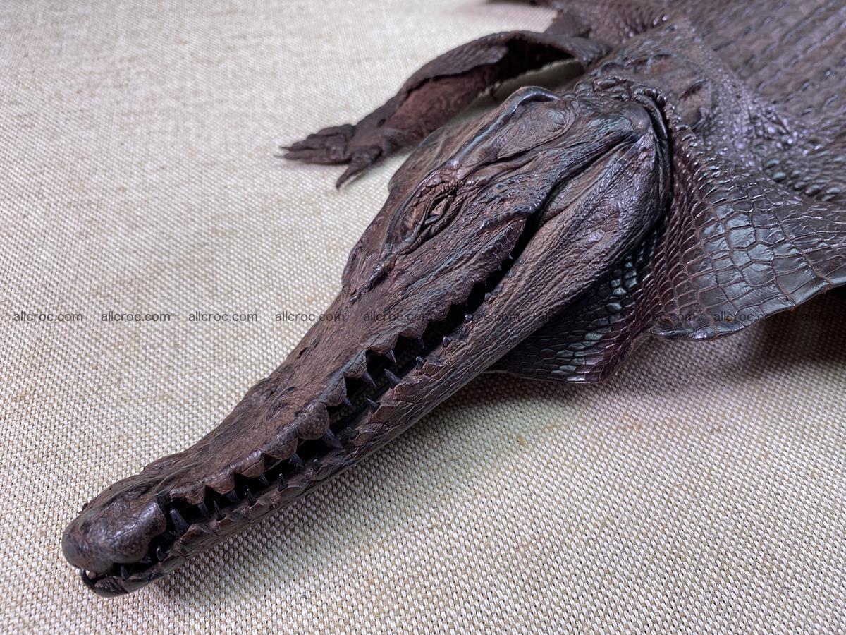 Crocodile skin back part with head and paws 29cm dark brown color 1494 Foto 12