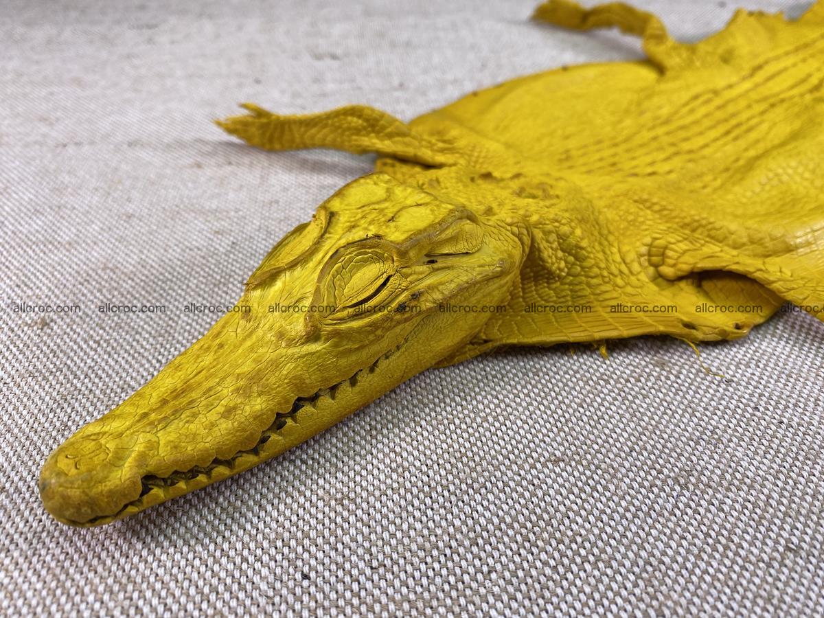 Crocodile skin back part with head and paws 16cm yellow color 1498 Foto 0