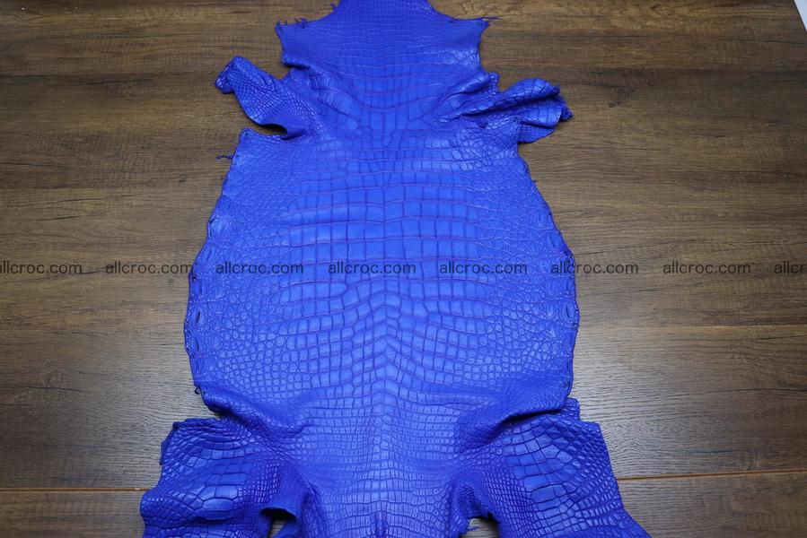 Crocodile skin belly blue color 1224