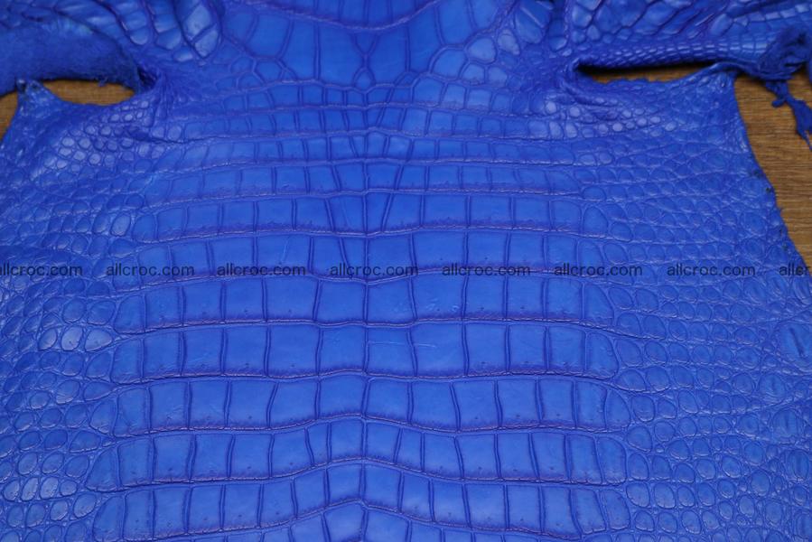 Crocodile skin belly blue color 1225