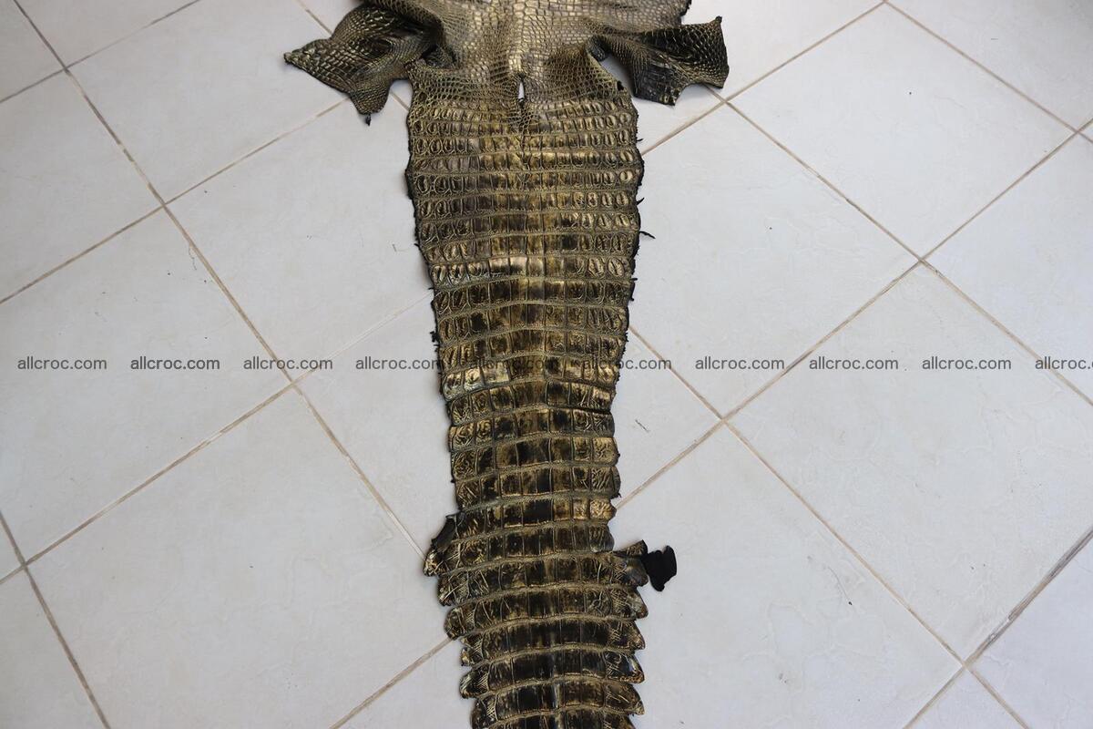 Crocodile skin belly brush off gold color 1226 Foto 4