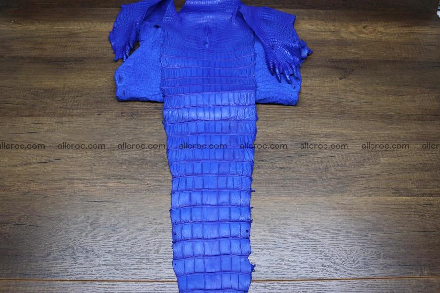 Crocodile skin belly blue color 1224