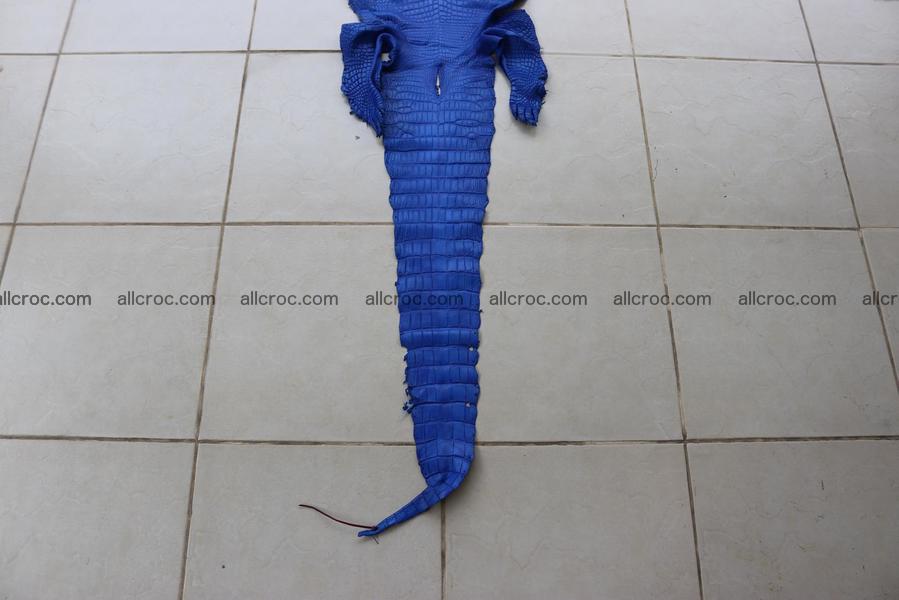 Crocodile skin belly blue color 1256