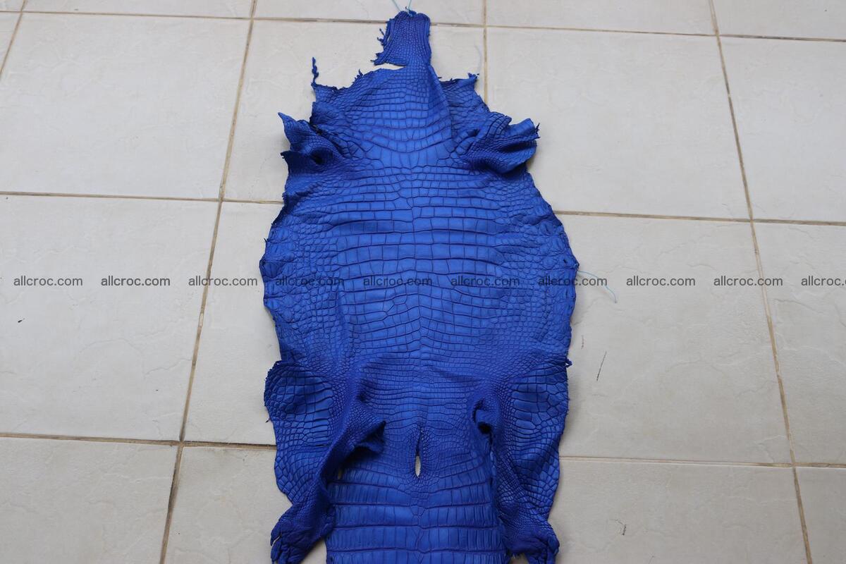 Crocodile skin belly blue color 1254 Foto 1